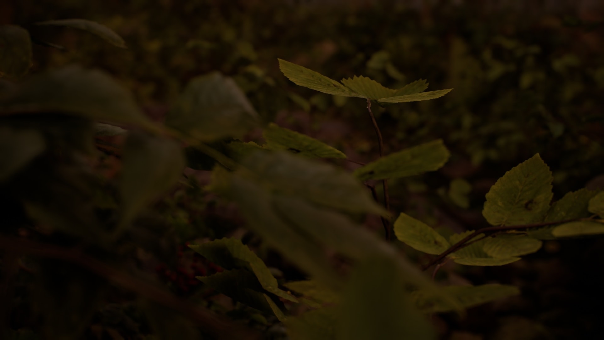 A single sapling leaf catching light in dark undergrowth